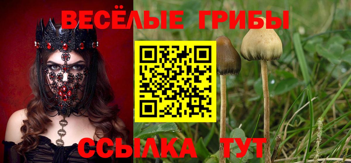 Псилоцибиновые грибы Psilocybe  Вход с VPN  Сургут 